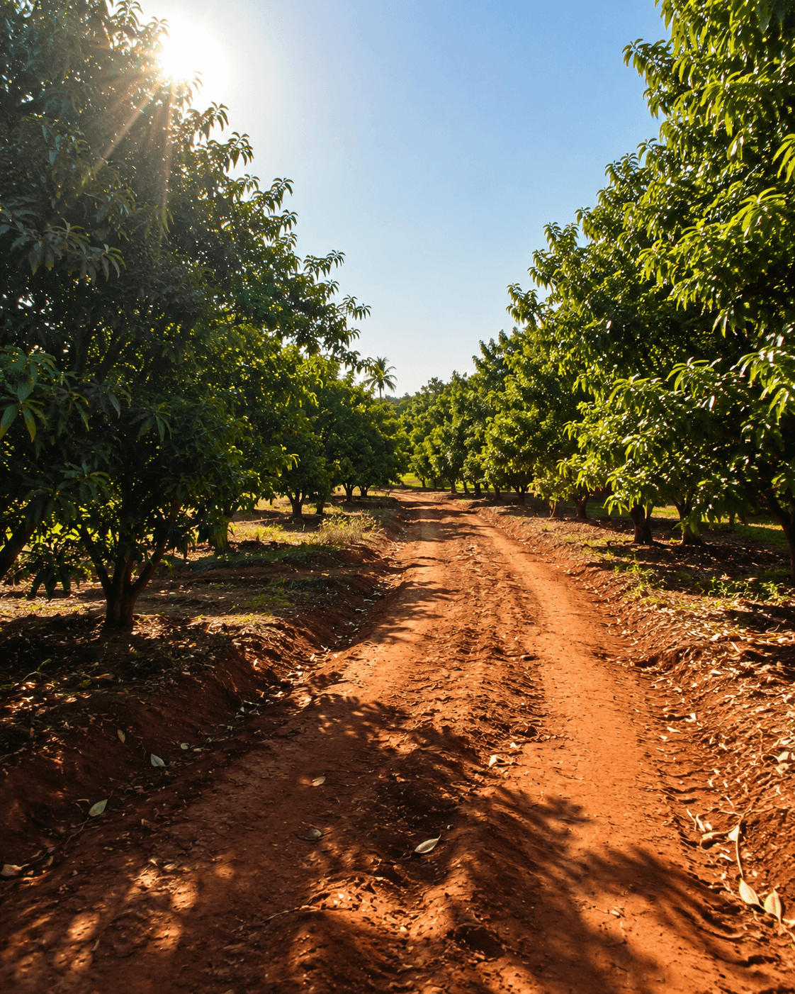 Piste de latérite rouge en Casamance