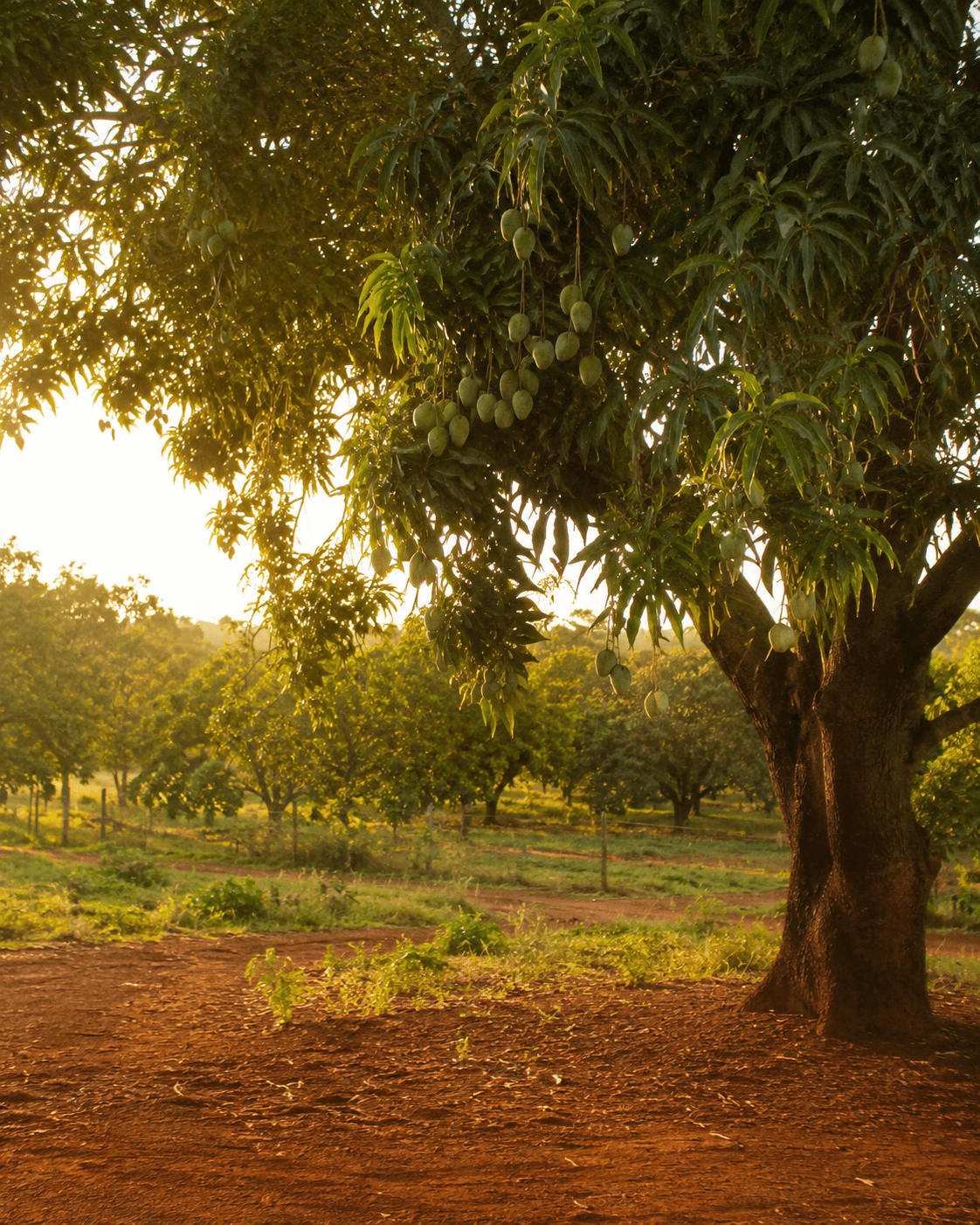 Verger de Bambali, Casamance — photographie terrain